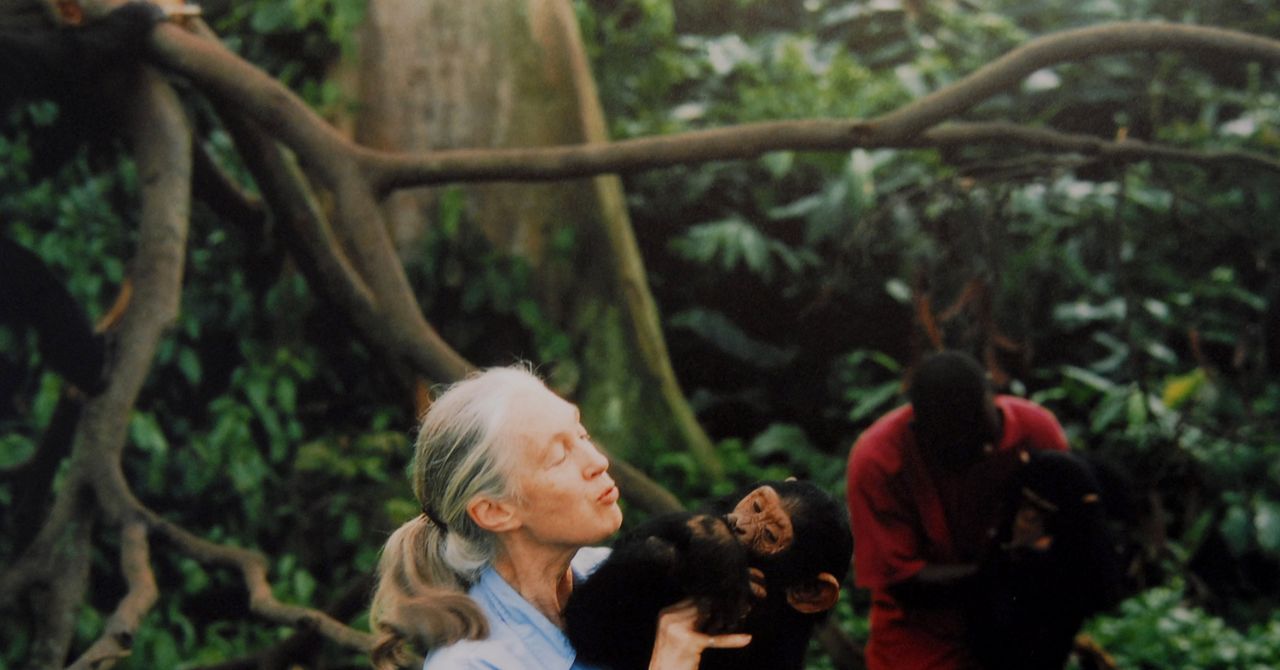 11 Best Nature Documentaries on Netflix, Hulu, and More (2025)