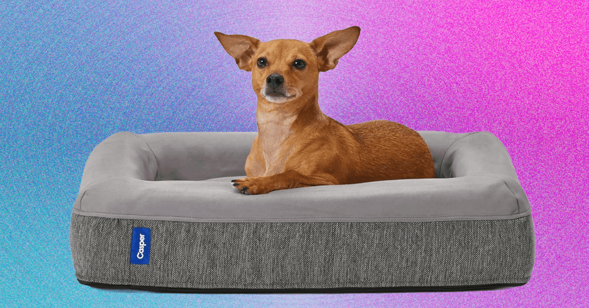 Best Dog Beds (2025): For All Kinds of Dogs in All Kinds of Spaces
