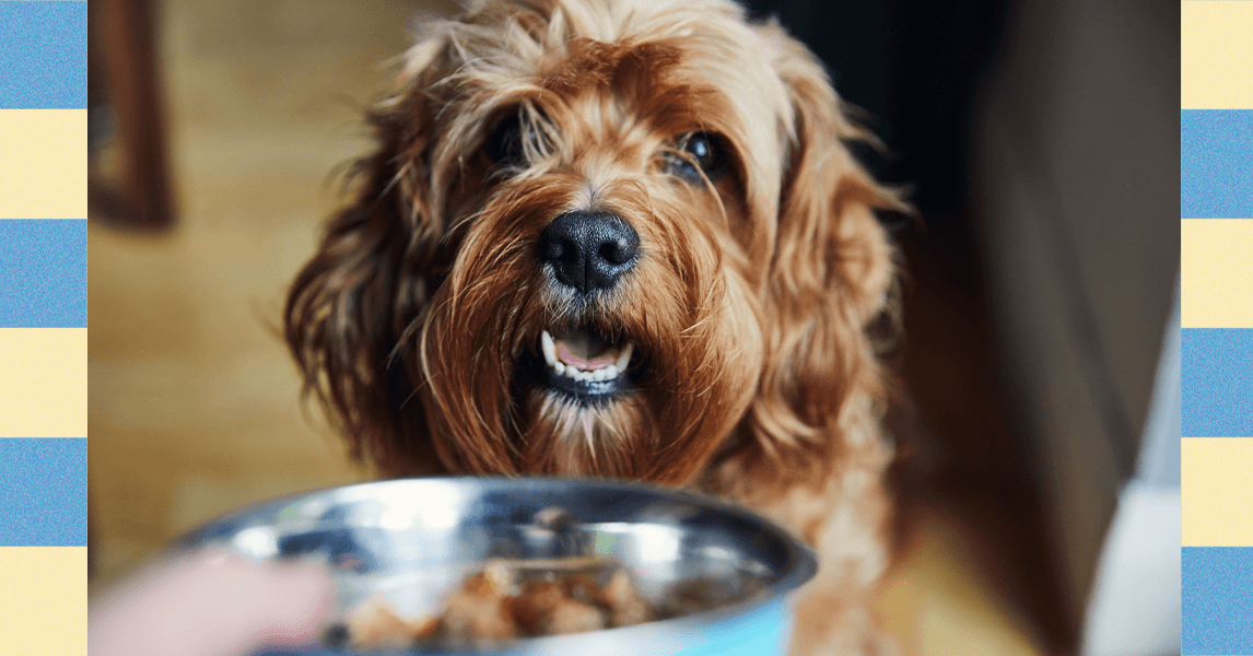 How to Get Your Cat or Dog to Lose Weight—Experts Weigh In (2025) How to Get Your Cat or Dog to Lose Weight—Experts Weigh In (2025)